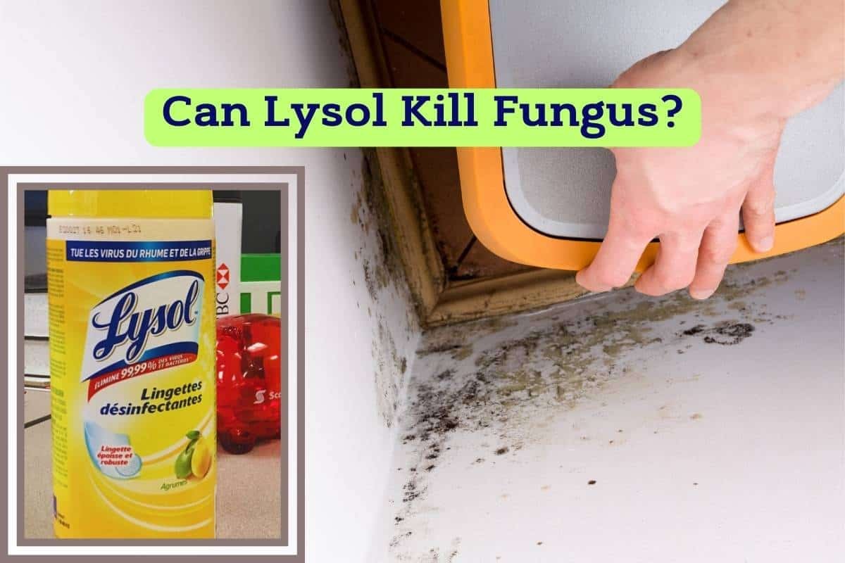 The Ultimate Guide To Using Lysol For Effective Fungus Control - Clean