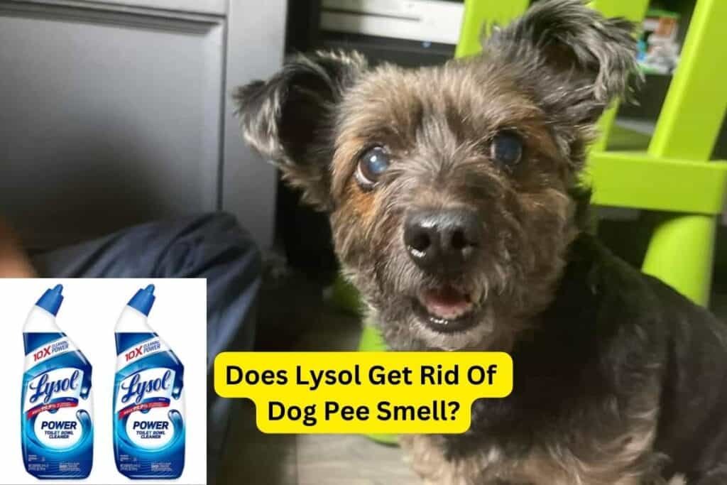 Does Lysol Get Rid Of Dog Pee Smell? The Experts Guide Clean Life Blog