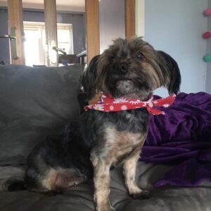 black small dog in sofa with red ribbon