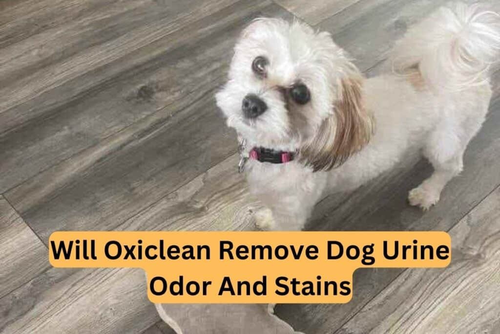 will-oxiclean-remove-dog-urine-odor-and-stains-clean-life-blog