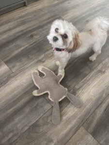 white small dog with toy