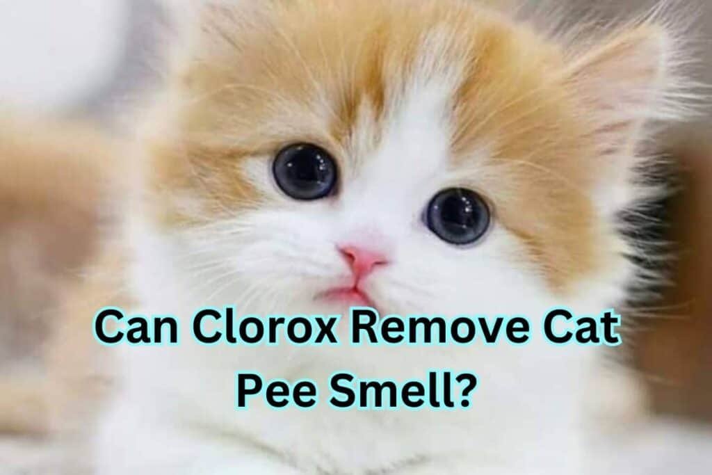 does-clorox-get-rid-of-the-cat-urine-smell-the-ultimate-guide-clean