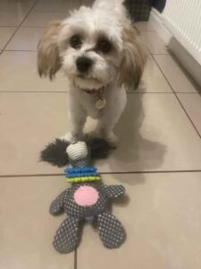 white small dog with toy