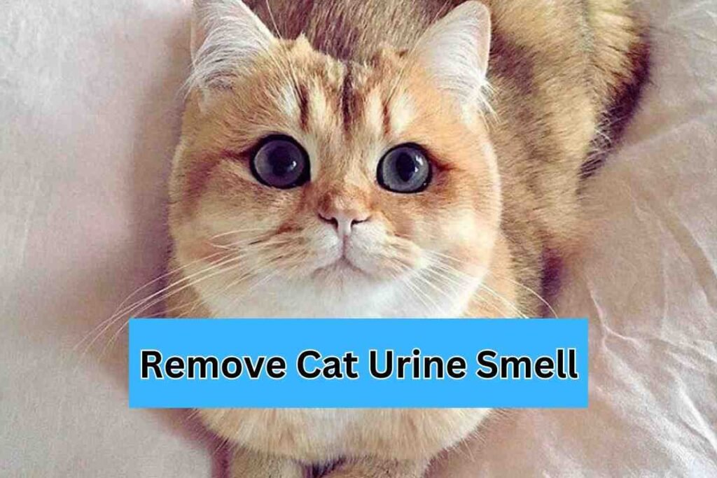 Can Lysol Remove Cat Urine Smell? Clean Life Blog