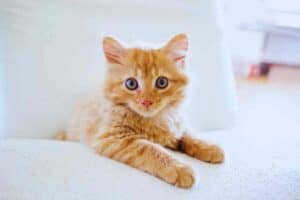 golden brown cute cat